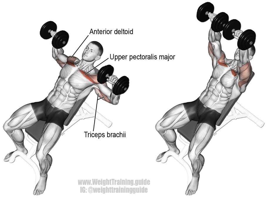Incline dumbbell press - Πιέσεις στήθους με αλτήρες σε επικλινή - εικόνα